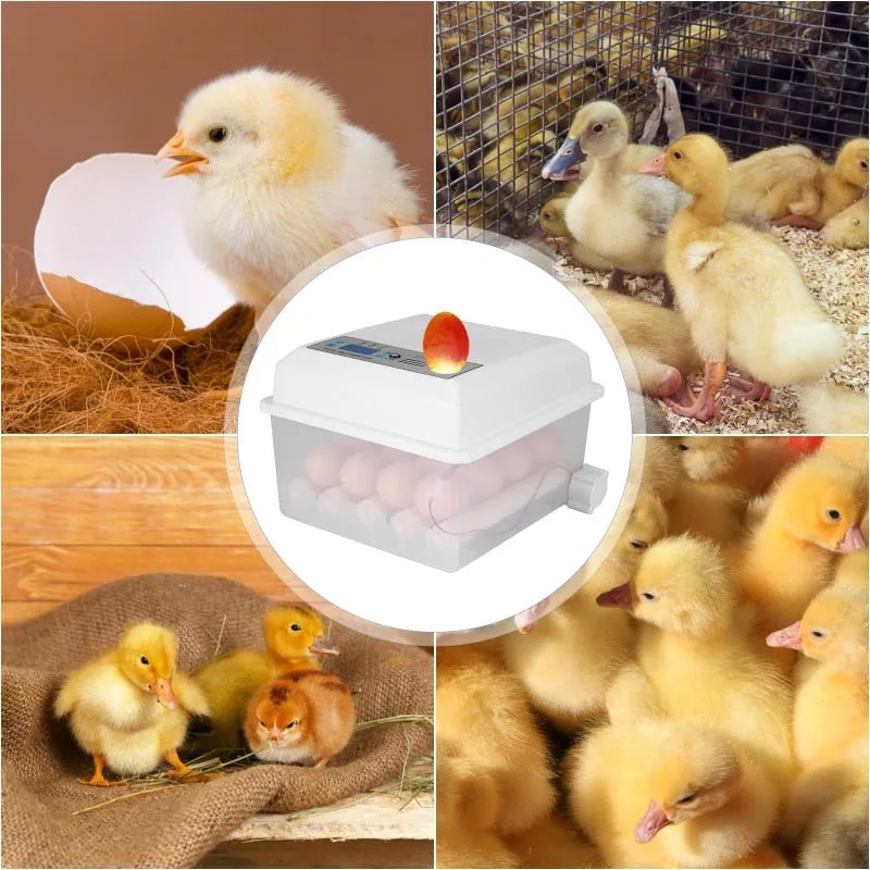 Automatic Egg Incubator - Poultry Hatcher for Chickens Ducks Birds (16Eggs）