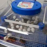 Borotto Lumia 16 Egg Incubator with Automatic Turner and Humidity Pump