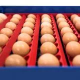 Borotto Real 49 Plus Egg Incubator with Automatic Turner and Humidity Pump