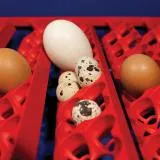 Borotto Real 49 Plus Egg Incubator with Automatic Turner and Humidity Pump