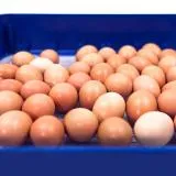 Borotto Real 49 Plus Egg Incubator with Automatic Turner and Humidity Pump