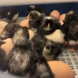 Borotto Real 49 Plus Egg Incubator with Automatic Turner and Humidity Pump