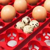Borotto Real 49 Plus Egg Incubator with Automatic Turner and Humidity Pump
