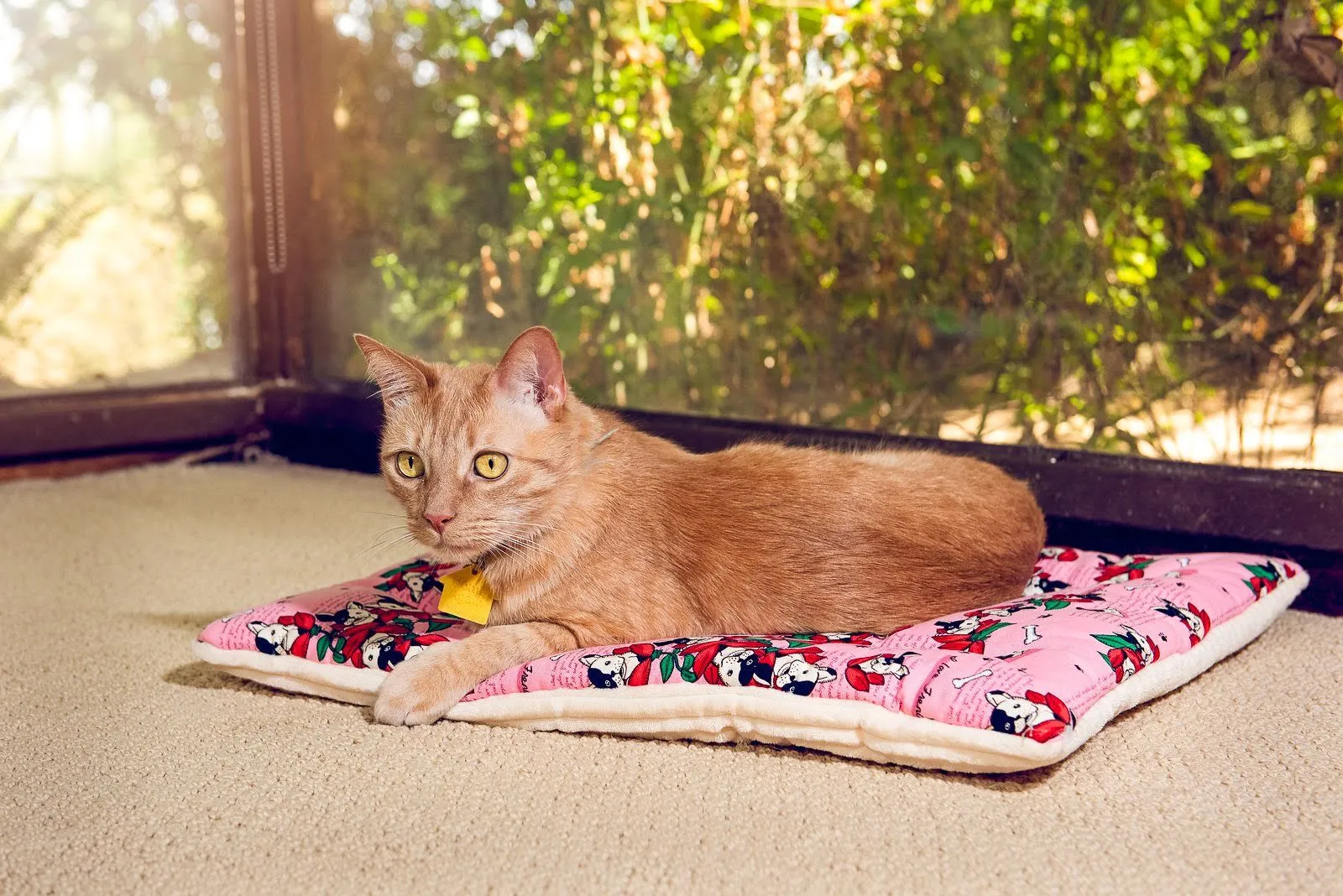 Comfy Mat Pet Bed: Breathable Cotton, Reversible & Cooling Side for Hot Days, Velvety Side for Cold Days, Angel Hair Fiber, Handmade Stitching, Perfect for Crates & Travel, for Small Animals