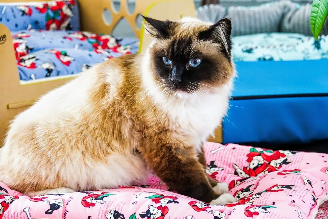 Comfy Mat Pet Bed: Breathable Cotton, Reversible & Cooling Side for Hot Days, Velvety Side for Cold Days, Angel Hair Fiber, Handmade Stitching, Perfect for Crates & Travel, for Small Animals