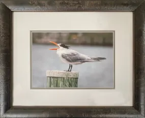 Pelican
