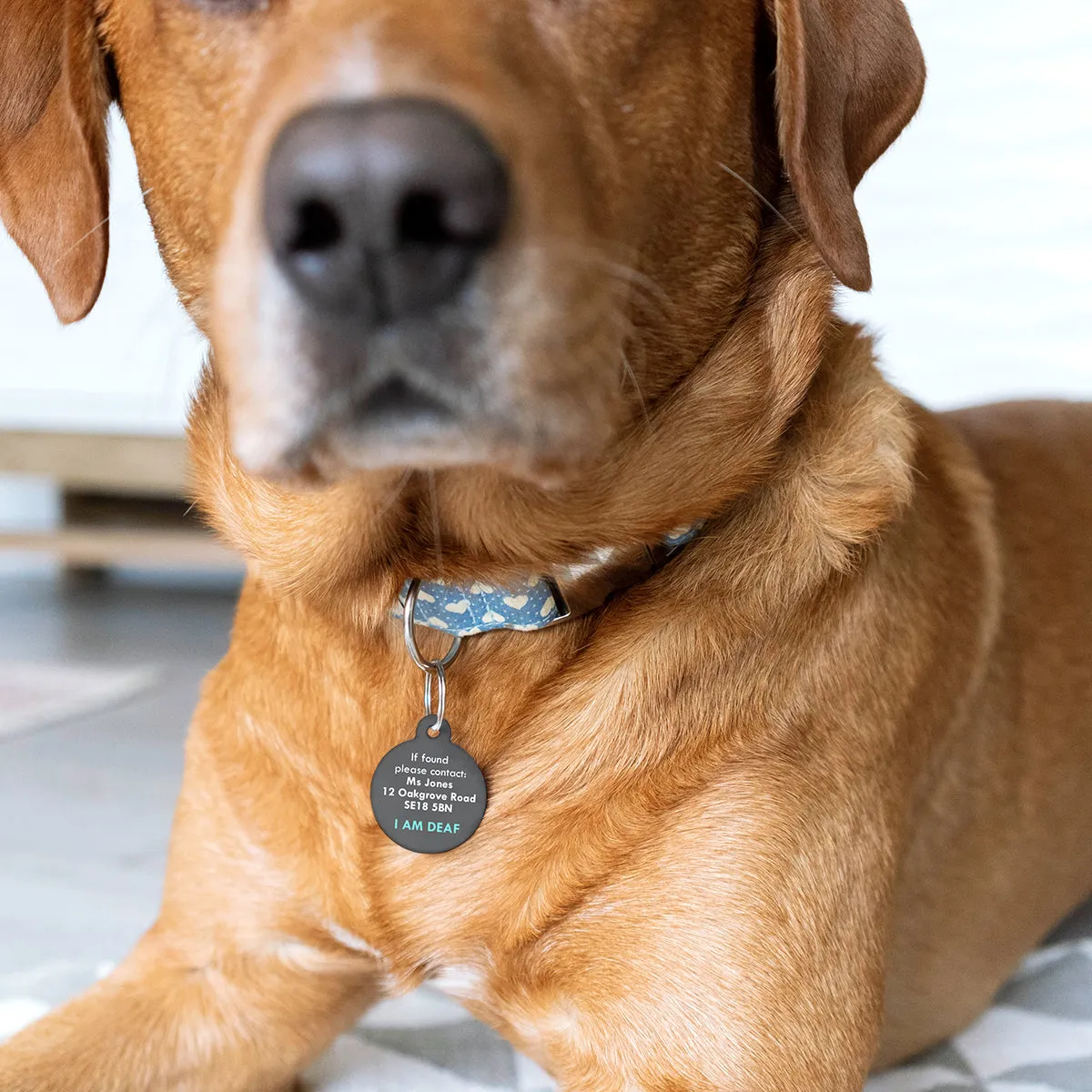 Personalised Special Needs Pet ID Tag