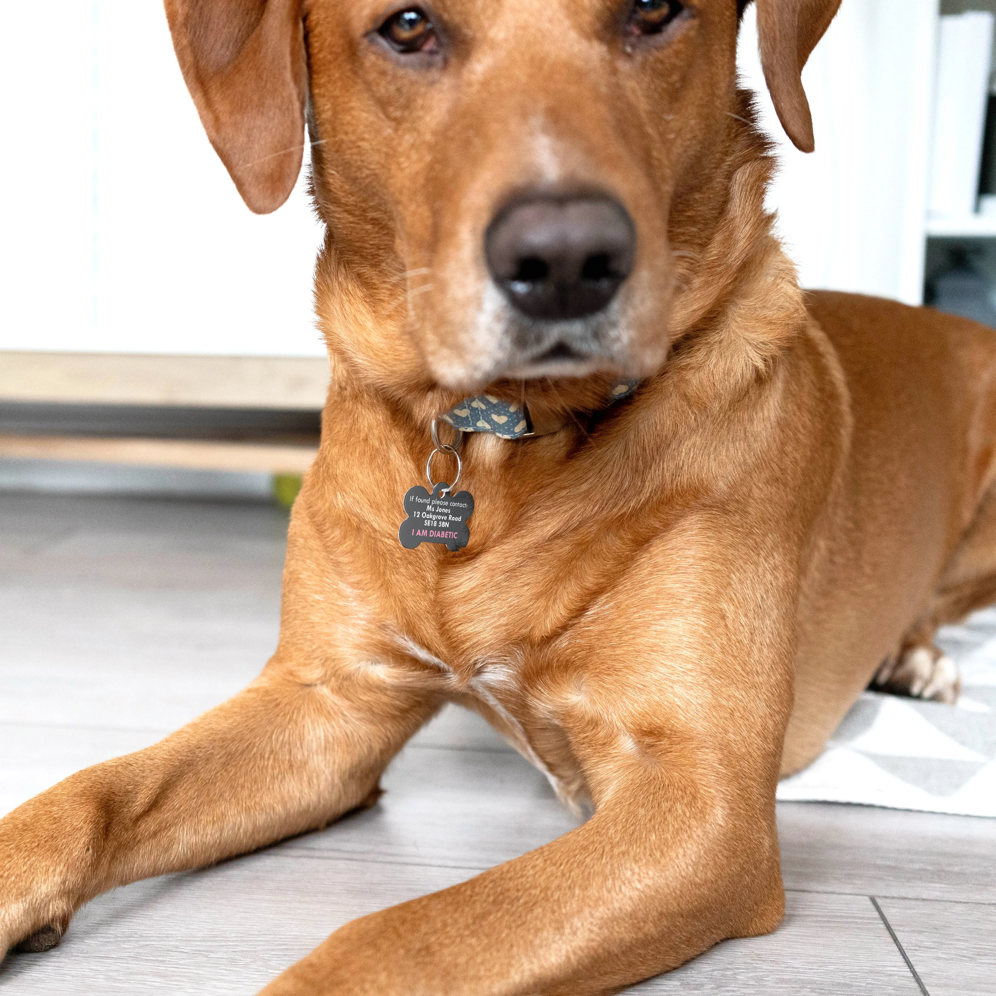 Personalised Special Needs Pet ID Tag