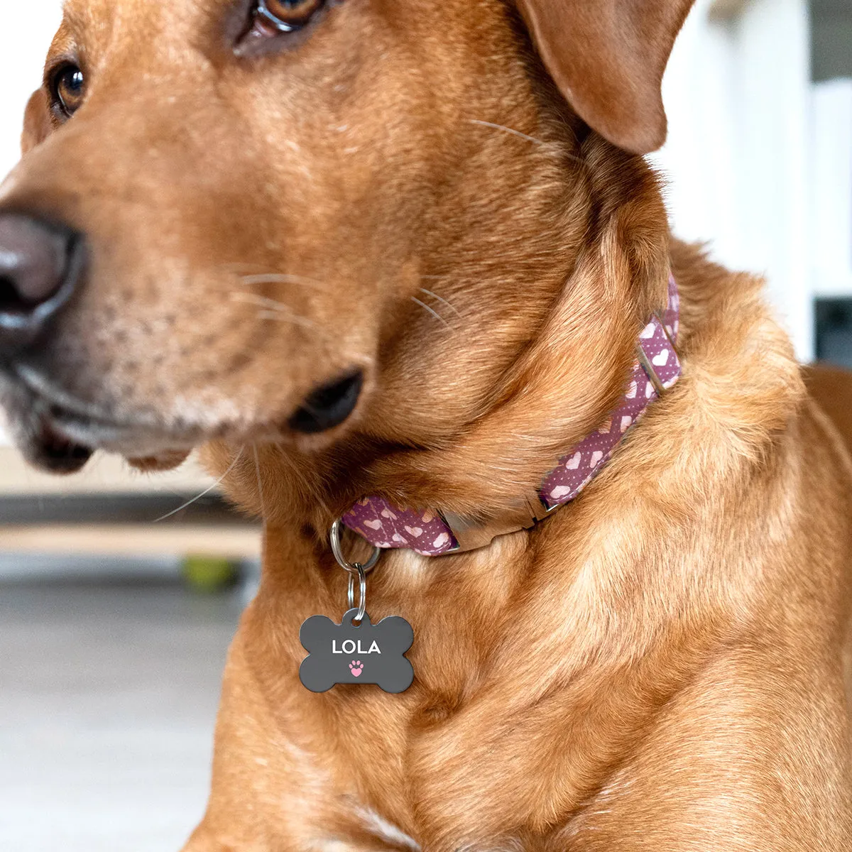 Personalised Special Needs Pet ID Tag