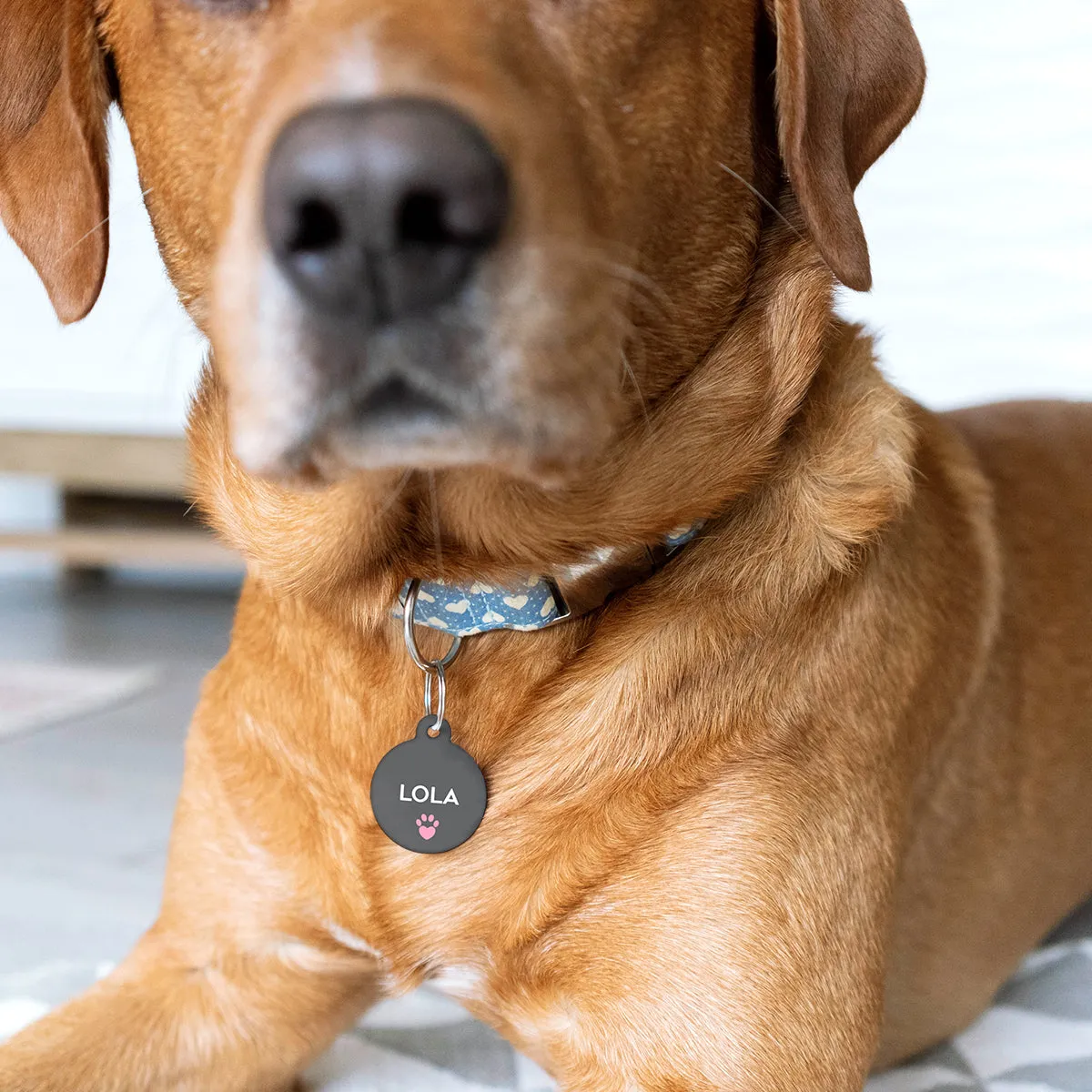 Personalised Special Needs Pet ID Tag