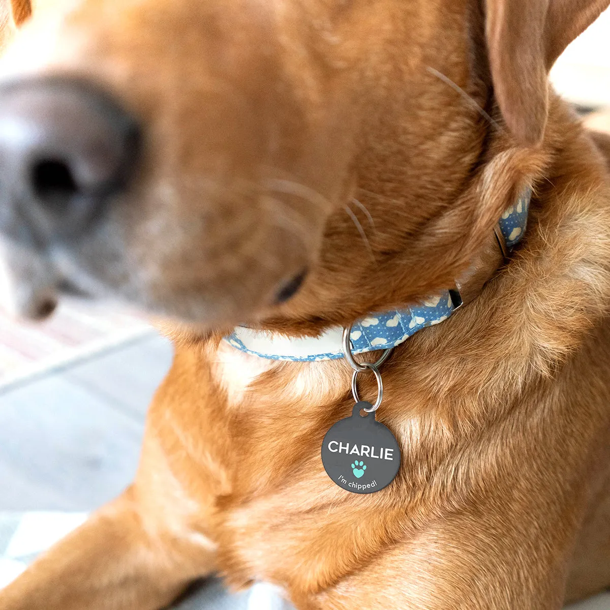 Personalised Special Needs Pet ID Tag