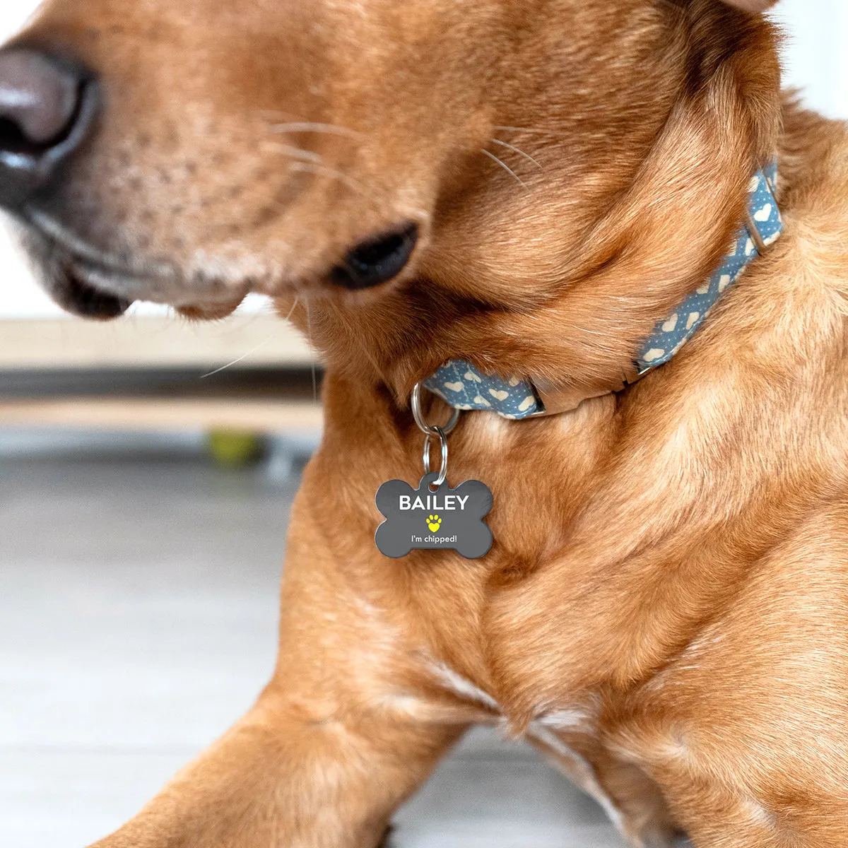 Personalised Special Needs Pet ID Tag