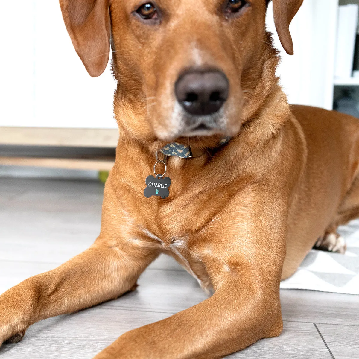 Personalised Special Needs Pet ID Tag